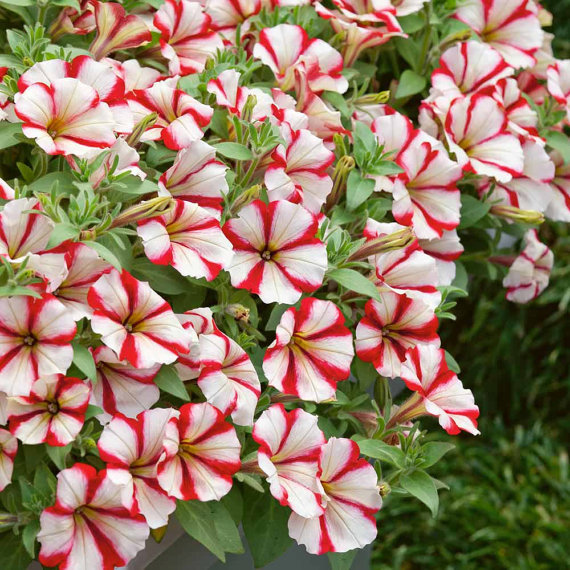 100 กรัม 250,000 เมล็ด Garden Petunia Grandiflora Hedgiflora Multiflora Stars