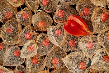 Physalis Chinese Lanterns Winter cherry Husk tomato Orange Gooseberries Ground cherries