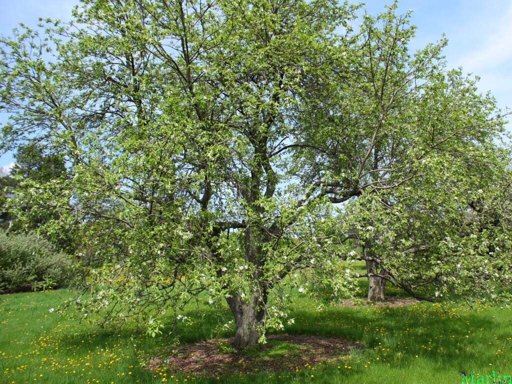 Fuji Apple, Malus pumila "Fuji"(20) เมล็ดแอปเปิ้ลฟูจิ 20 เมล็ด