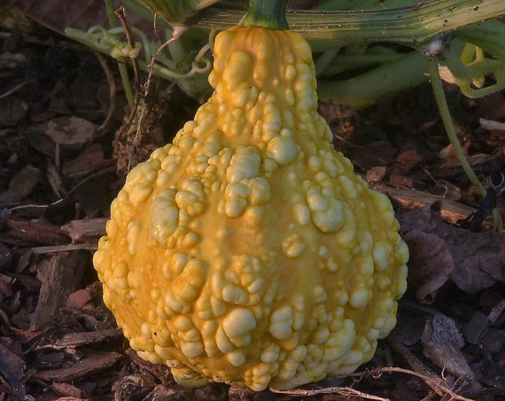Cucurbita pepo Ornamental Gourd Ornamentalgourd Pumpkin Vegetable(10) เมล็ดผักทอง Cucurbita pepo 10 เมล็ด