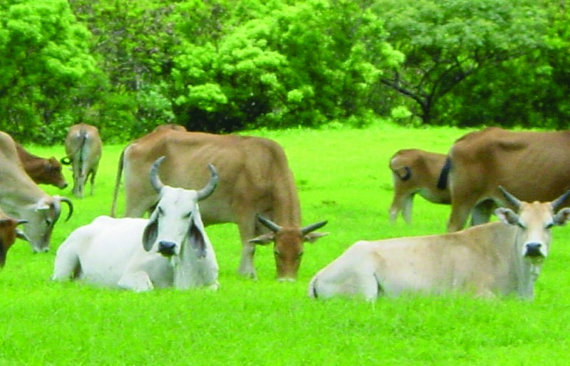 Grass Seed lawn grass