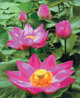 บัวกลางบึง-2