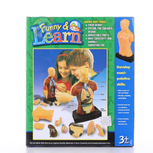 ชุดร่างกายมนุษย์จำลอง โมเดลมนุษย์