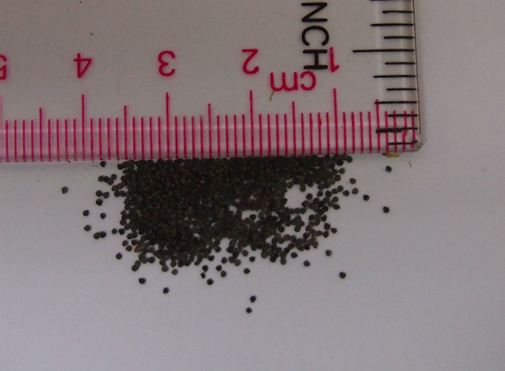 500000 เมล็ด 100 กรัม Portulaca sun Purslane Moss Rose Pigweed Mixed Flower