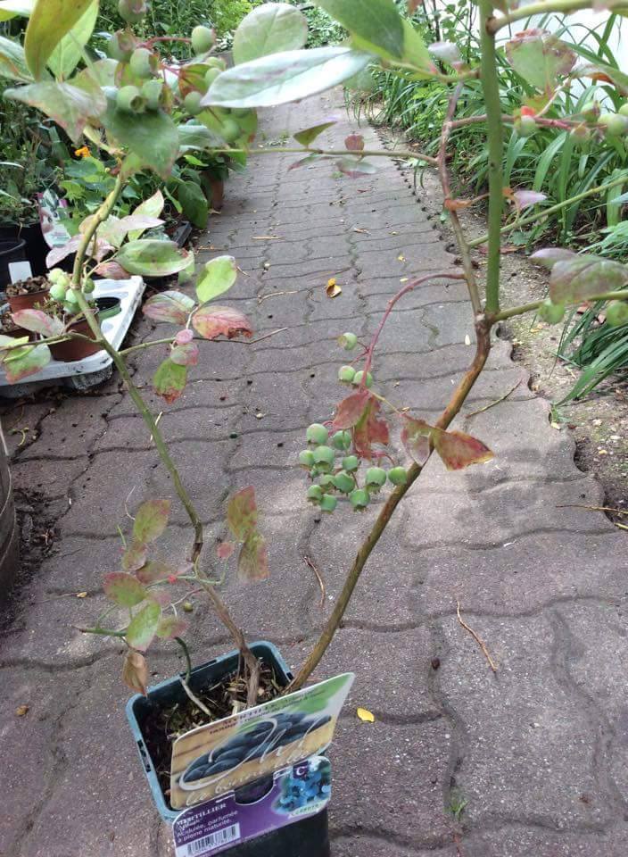 ต้นบลูเบอร์รี่ (Blueberry)