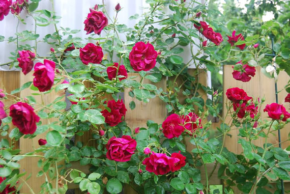 Climbing Rose Seeds Climber Fire Red Perennials Flower