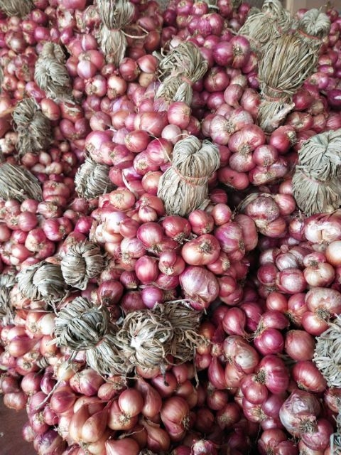 หอมหัวแดงออแกนิค พร้อมปลูกหรือรับประทานได้เลย