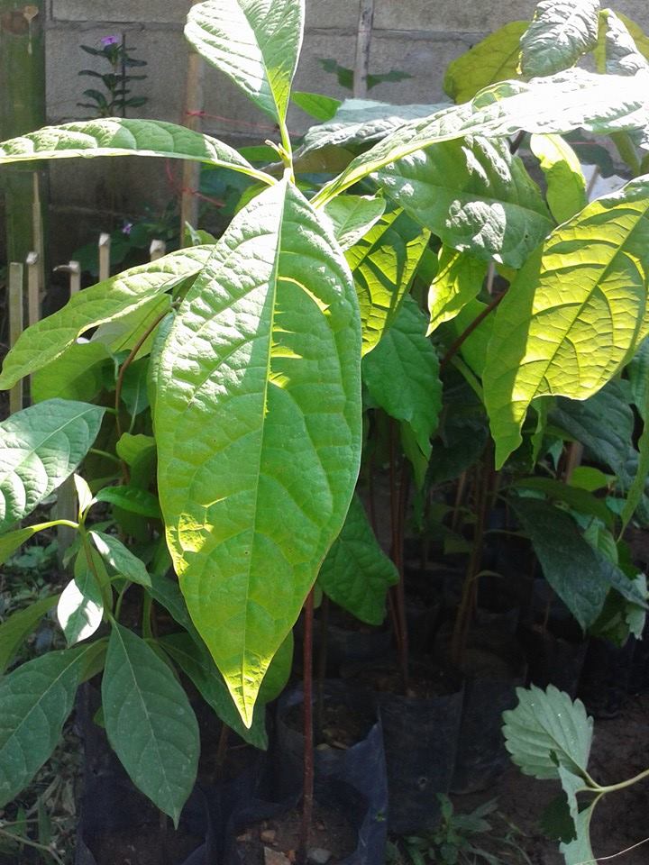 ต้นอาโวคาโดพันธุ์แฮส Avocado Hass