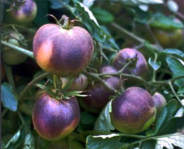 50000 เมล็ด 100 กรัม Tomato Lycopersicon Esculentum Cherry Tomatoes