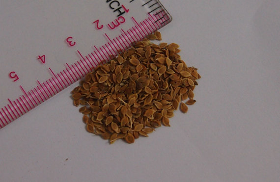 70000 เมล็ด 100 กรัม Clematis hybridas HELIOS Yellow Gold