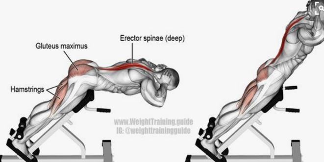 Back Extension Bench ม้าบริหารกล้ามเนื้อ ส่วนหลัง