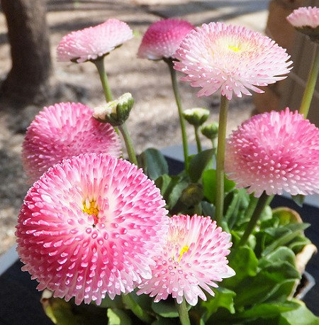 500000 เมล็ด 100 กรัม English Daisy Bellis Perennis Tasso Strawberries & Cream