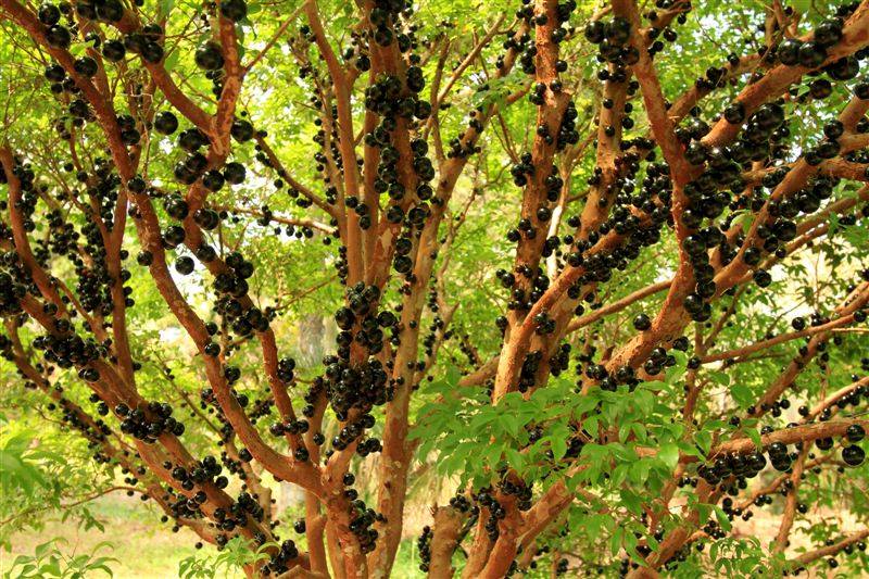 ต้นองุ่นบราซิล