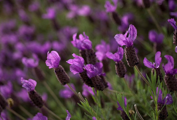 France Lavandula Stoechas Purple