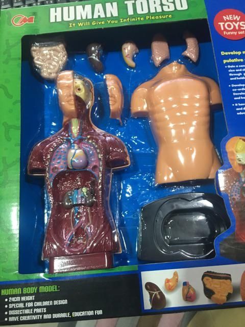 ชุดร่างกายมนุษย์จำลอง โมเดลมนุษย์