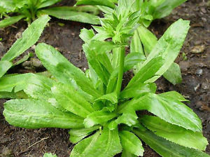 ผักชีฝรั่ง Culantro