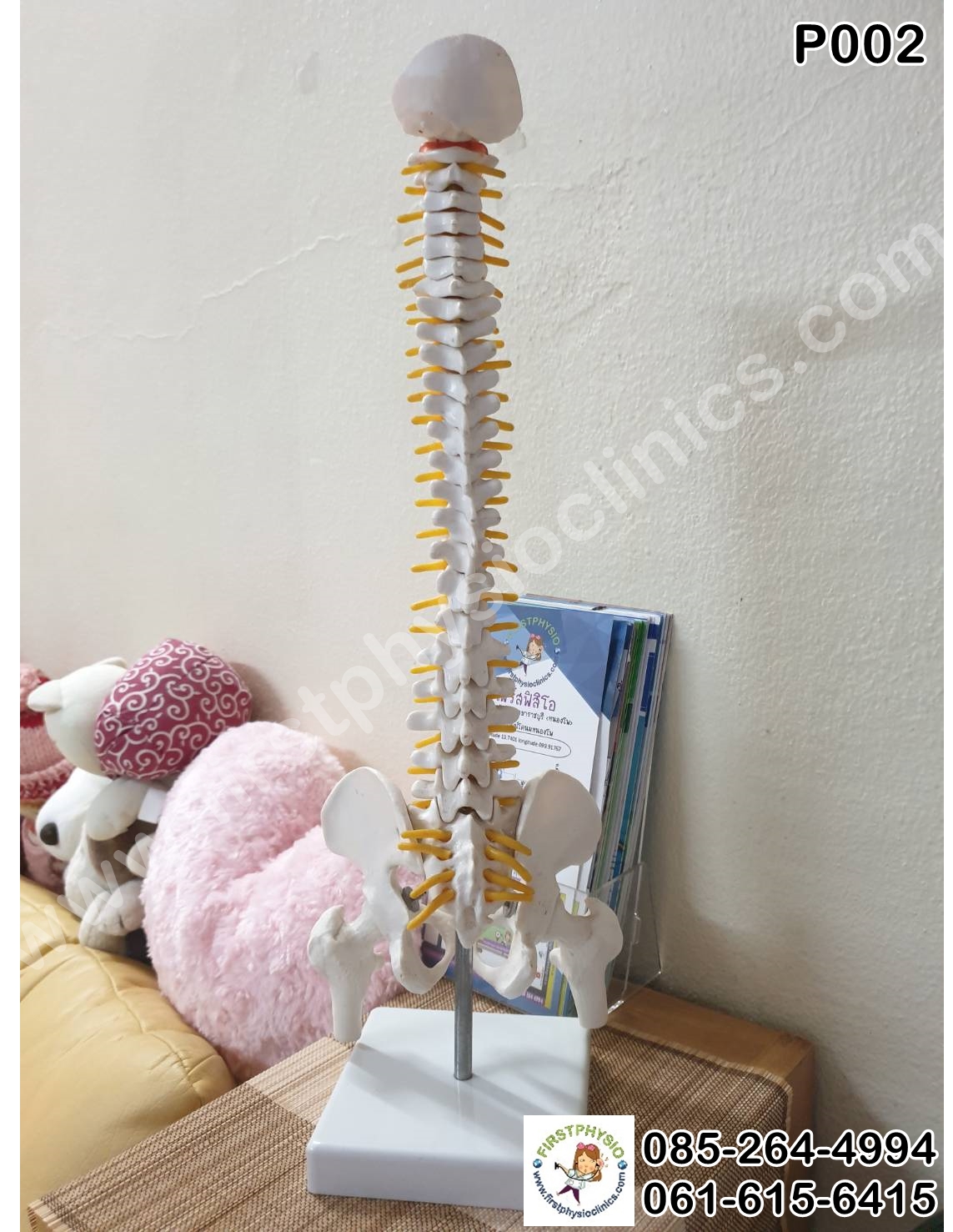 โครงกระดูกจำลอง / หุ่นจำลองโครงกระดูกสันหลัง [Skeletal Model]