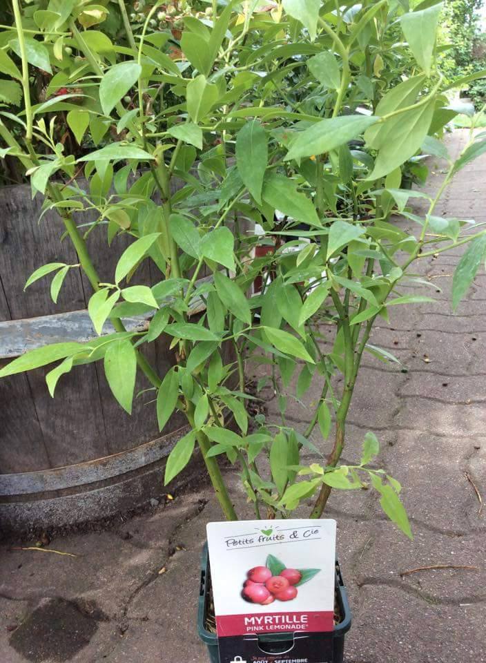 ต้นบลูเบอร์รี่ (Blueberry)