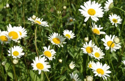 75000 เมล็ด 100 กรัม Annual Daisy Chrysanthemum leucanthemu Flower