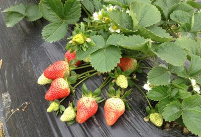 Strawberry Seeds Strawberries Red Garden Fruit Edible
