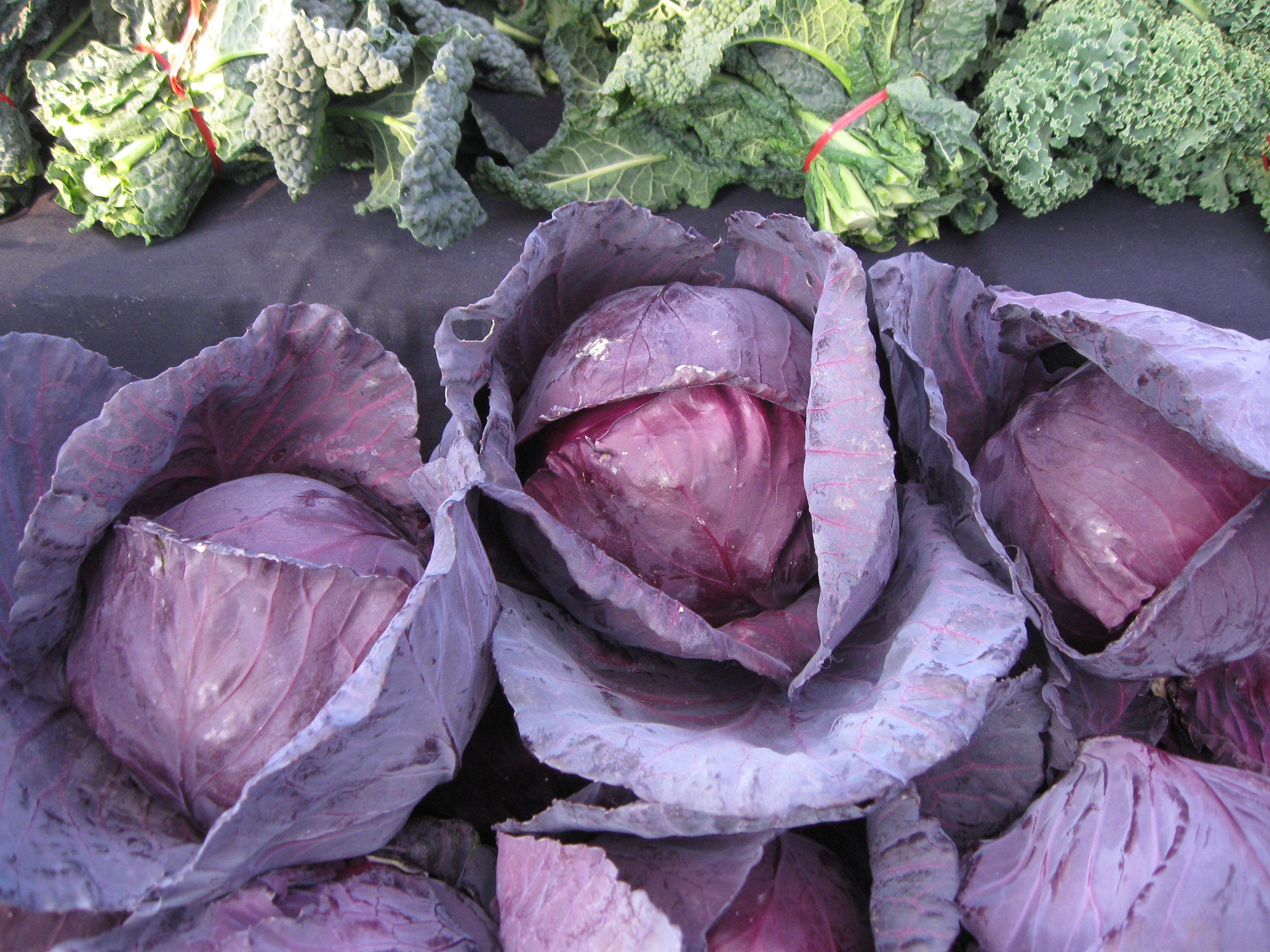 กะหล่ำปลีม่วง Red Cabbage