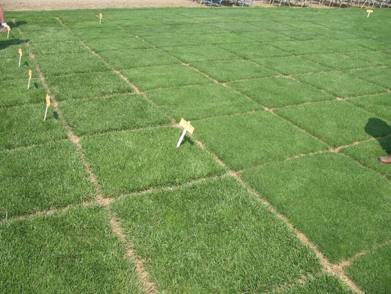 Grass Seed lawn grass