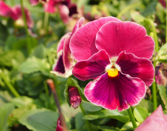Viola English Violet Wild Pansy Heartsease Violetta Flower