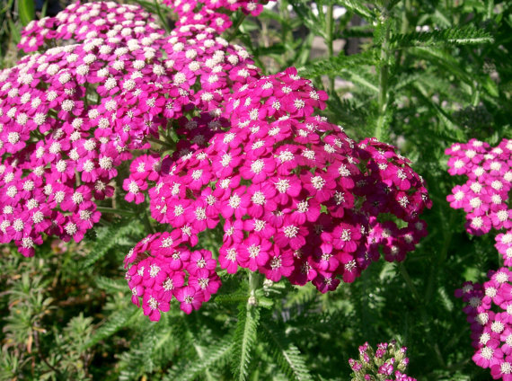 333000 เมล็ด 100 กรัม Achillea millefolium Yarrow Sneezewort Paprika mix Flower