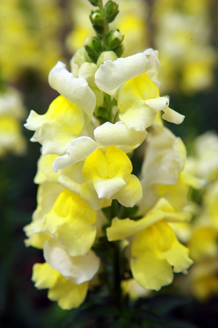Antirrhinum majus Snapdragon Creamy Yellow