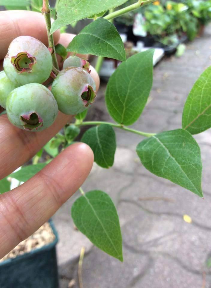 ต้นบลูเบอร์รี่ (Blueberry)