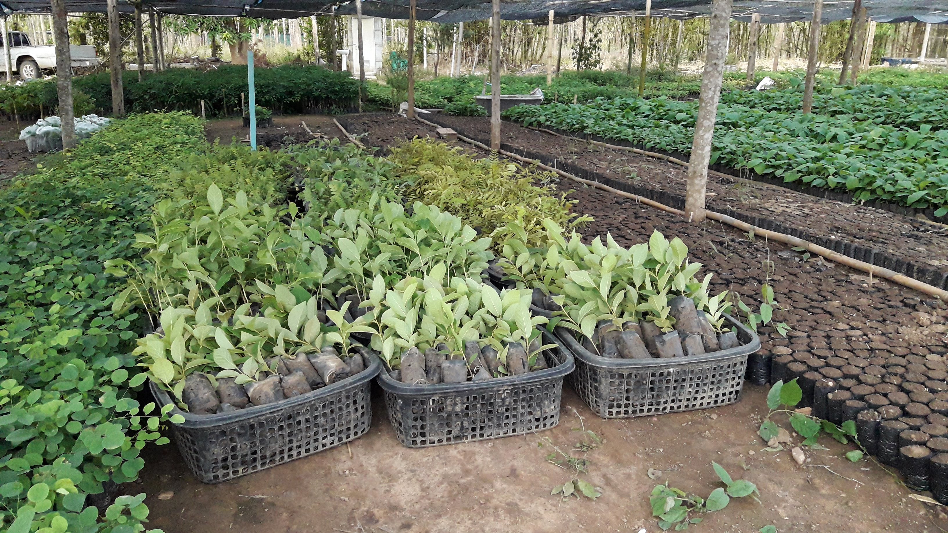 ต้นอินทนิน 100 ต้น รวมค่าส่งแล้ว