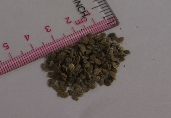 50000 เมล็ด 100 กรัม Tomato Lycopersicon Esculentum Cornabel Roma Tomatoes