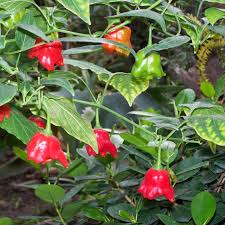 Wind Bell ornamental pepper seed เมล็ดพริกประดับ 10 เมล็ด