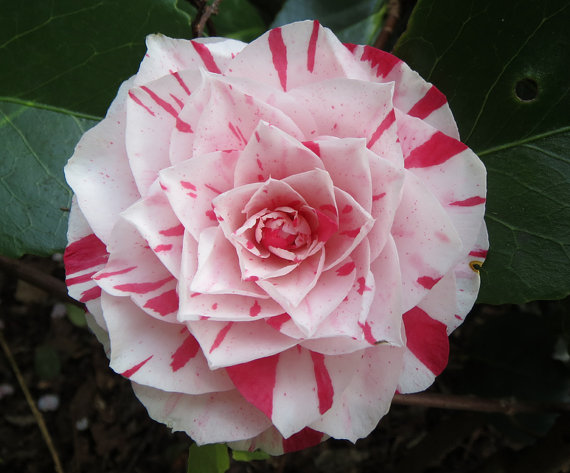 Camellia japonica Japanese camellia Tea Flower Rose