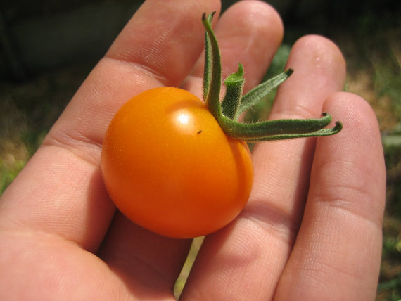 50,000 เมล็ด 100 กรัม Potted Cherry Tomato