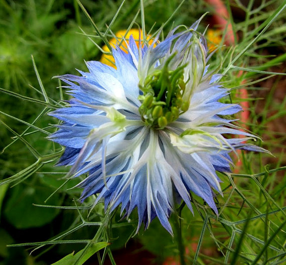 100 กรัม 40,000 เมล็ด Black Cumin nigella sativa Roman coriander blue