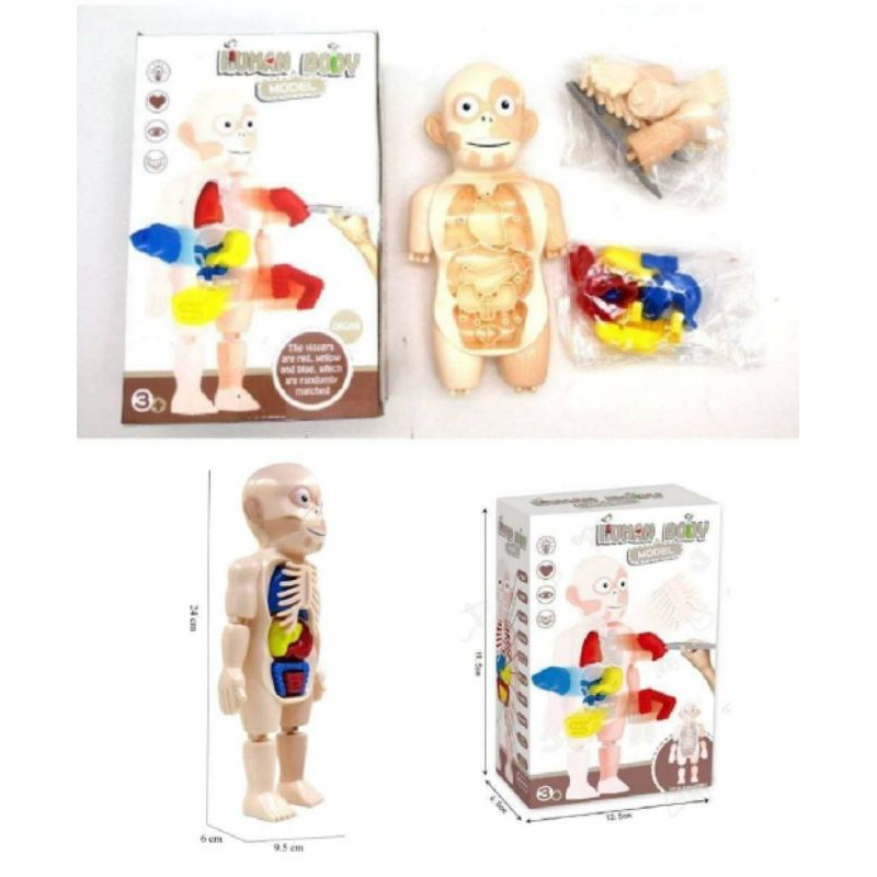 อวัยวะมนุษย์ ร่างกายของฉัน โมเดลมนุษย์ model humanของเล่นวิทยาศาสตร์ พร้อมส่งจากไทย