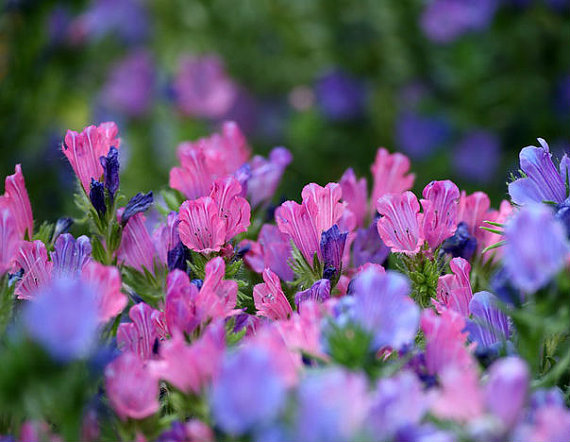 20000 เมล็ด 100 กรัม Echium vulgare Exotic Garden Flower