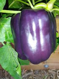 purple bell peppers seed พริกหวานม่วง 10 เมล็ด