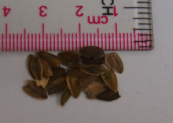 10500 เมล็ด 100 กรัม Zinnia elegans Rocky Mountain Plains Wild Deep Red Flower