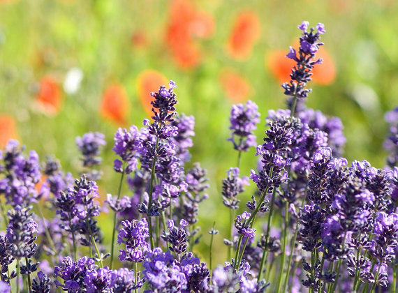 Provence Lavender Lavandula Garden Common Lavendar
