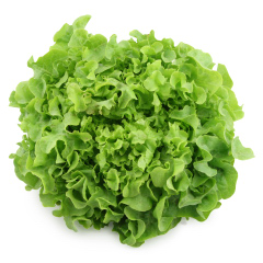 ผักสลัดกรีนโอ๊ค green oak lettuce