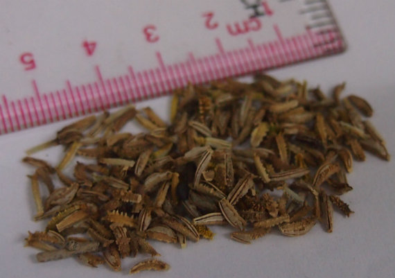 25000 เมล็ด 100 กรัม Coreopsis Basalis Tickseed Sea Dahlia Dwarf Red