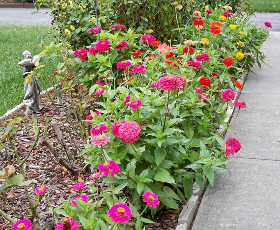 10500 เมล็ด 100 กรัม Zinnia elegans Rocky Mountain Plains Wild Deep Red Flower