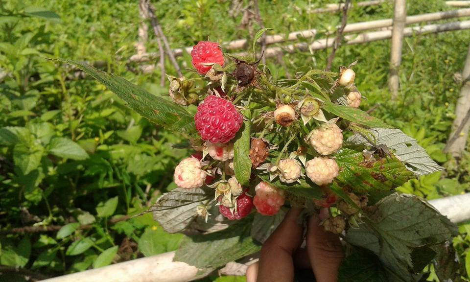 ต้นเรดราสเบอร์รี่ Redraspberry พันธุ์ Amity