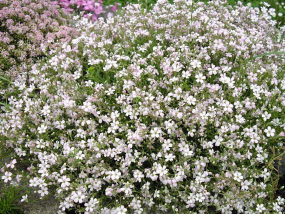 100 กรัม 100,000 เมล็ด Gypsophila White Baby's Babys Breath
