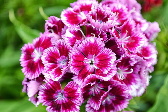 44000 เมล็ด 100 กรัม Dianthus Barbatus Carnation Sweet William