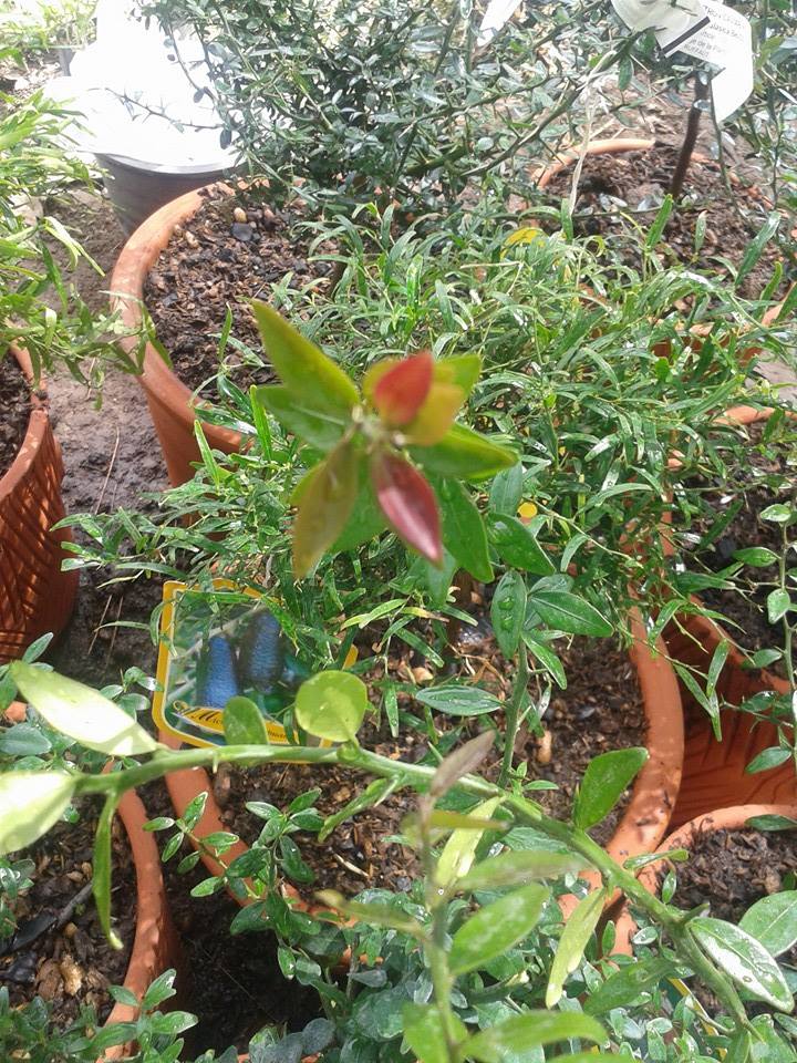 ต้นมะนาวนิ้วมือ (Finger Lime) เลือกสายพันธุ์ได้