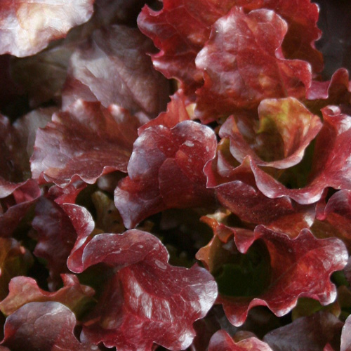 ผักสลัดเรดโอ๊ค Red Oak Lettuce