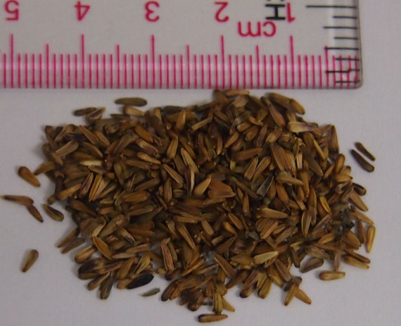 100000 Seeds 100 grams England Aster Wildflower